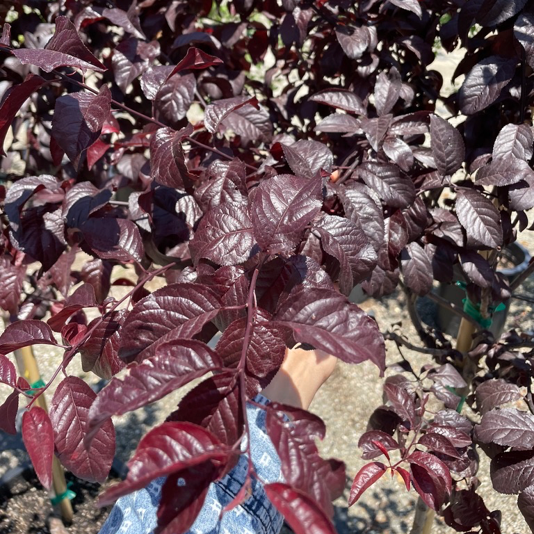 Purple Pony Flowering Plum
