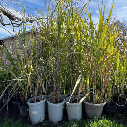 Rare Fruit Tree-Sugarcane Tree