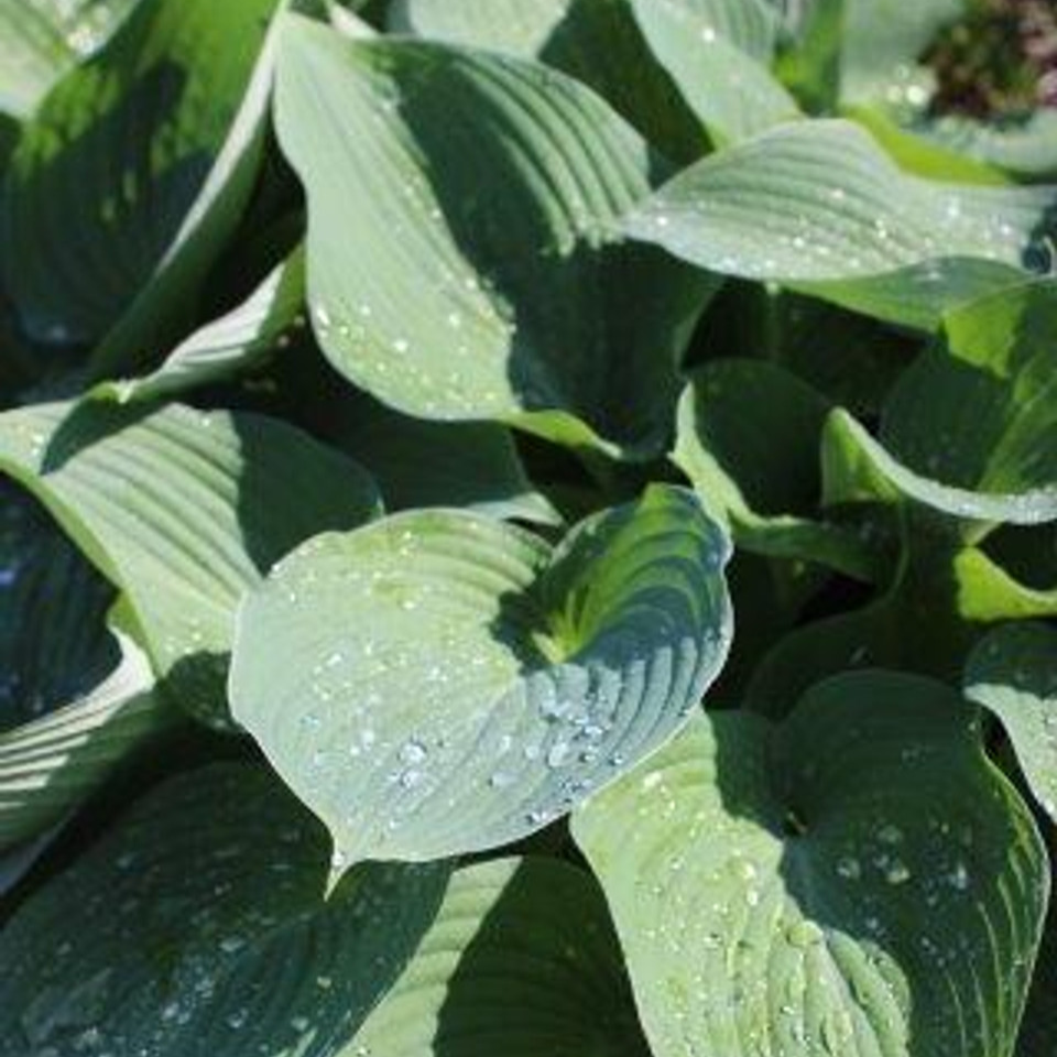 Blue Angel Plantain Lily