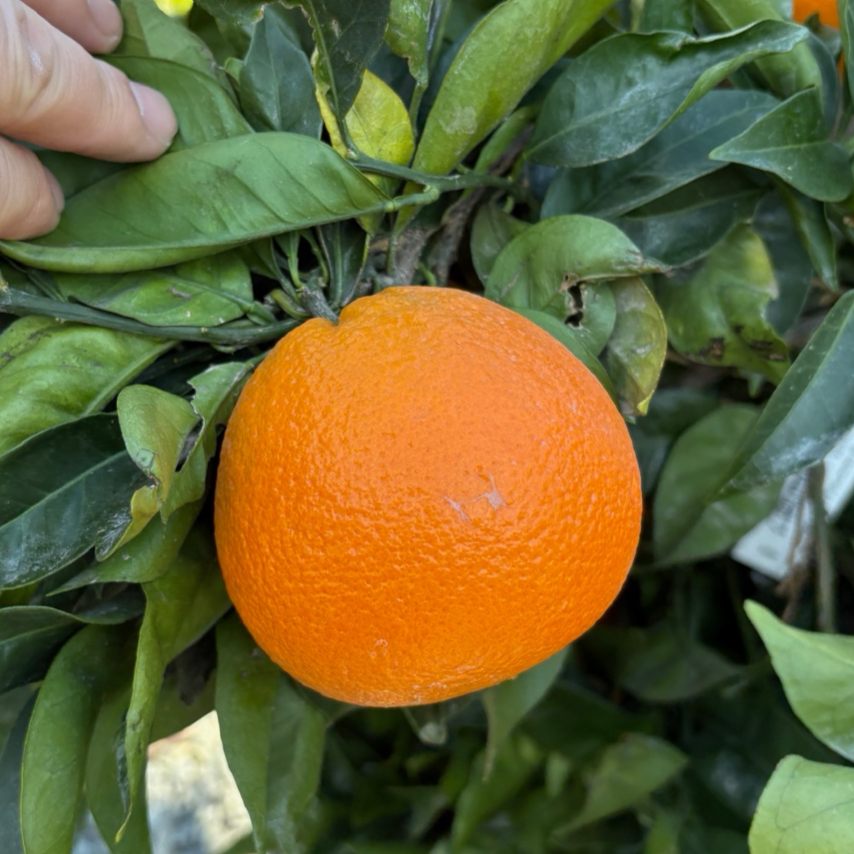 Orange Tree-London Late Navel Orange