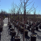 Snow Queen White Nectarine