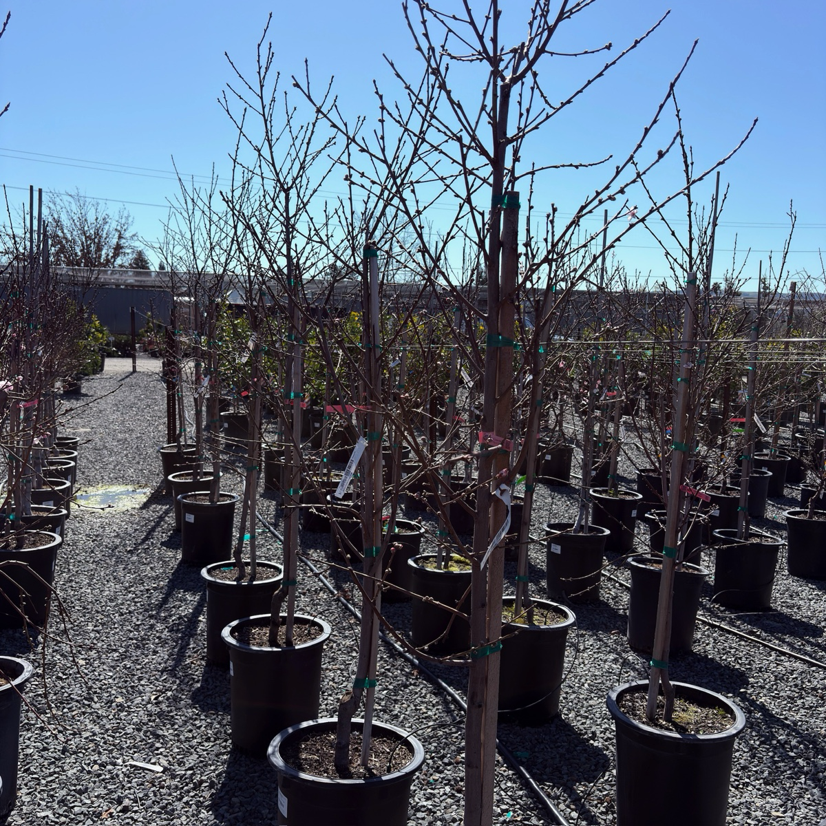 Snow Queen White Nectarine