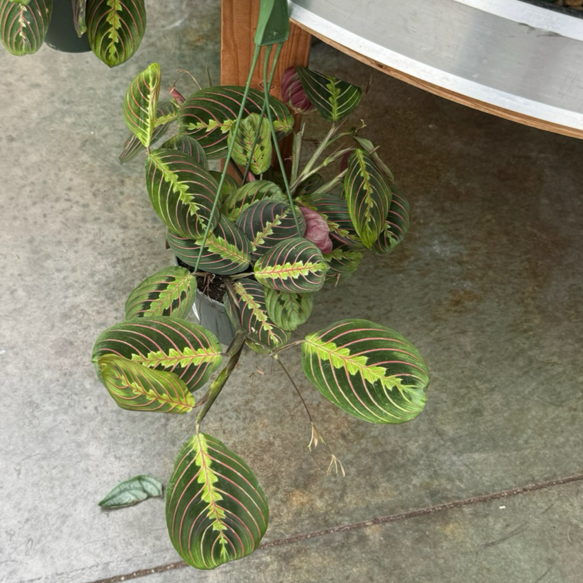 Prayer Plant