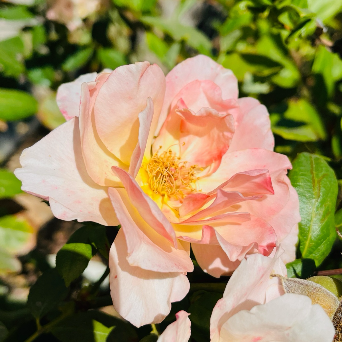 Jump for Joy™ Rose