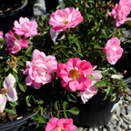 地被月季-花毯粉溅