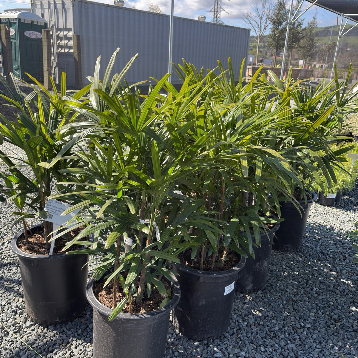 Lady Palm
