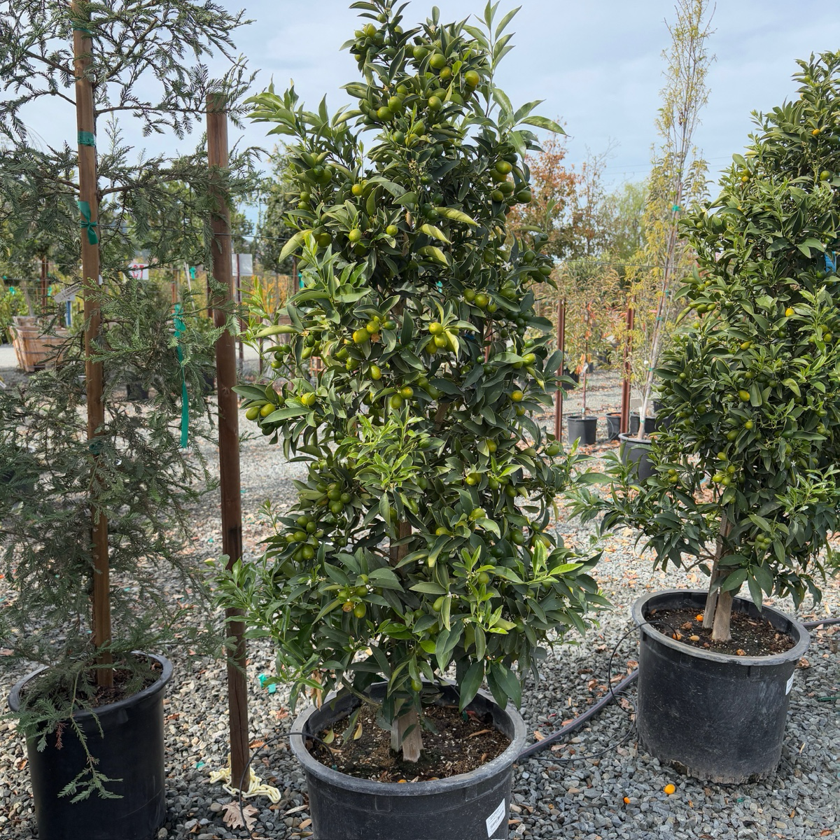 Nagami  Kumquat