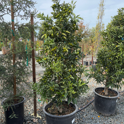 Kumquat Tree-Changshi Kumquat