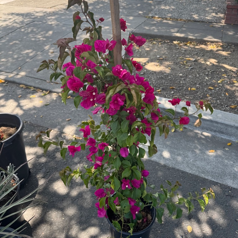 Barbara Karst Bougainvillea