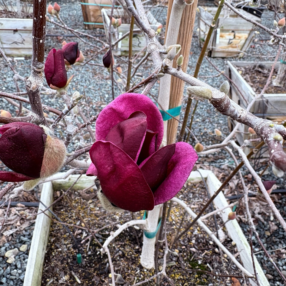 Genie Saucer Magnolia 