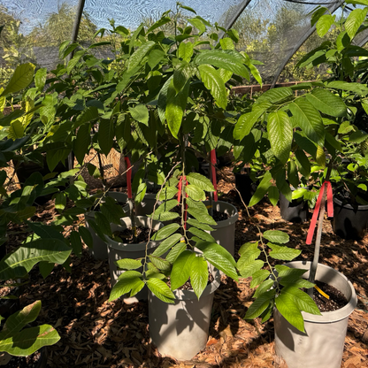 Evergreen Flower Tree-Ylang-Ylang