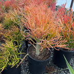 Sticks on Fire Milkbush