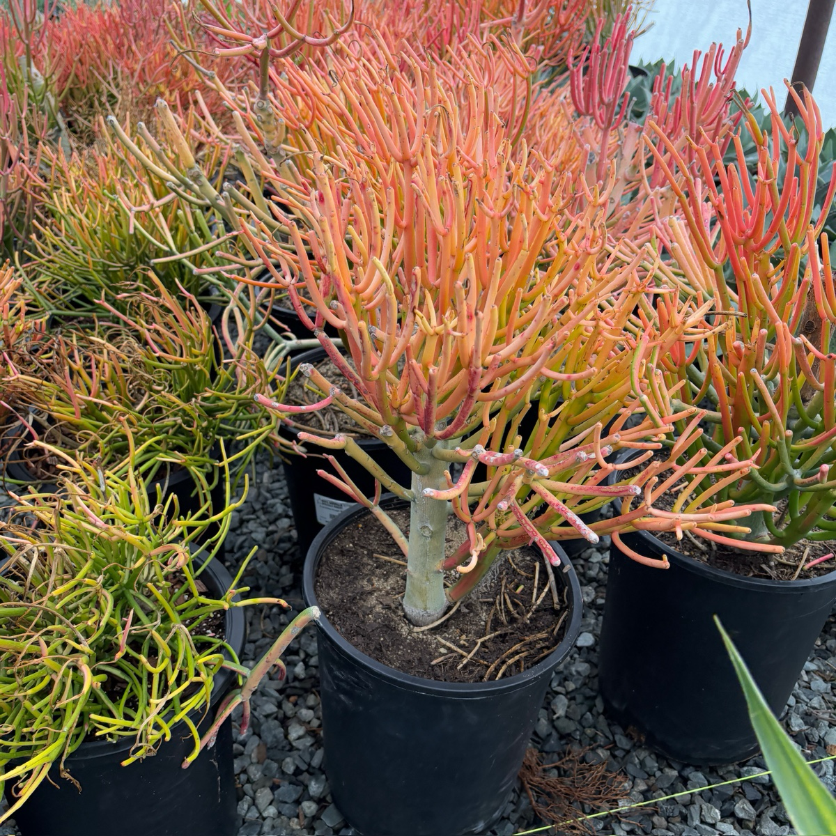Sticks on Fire Milkbush