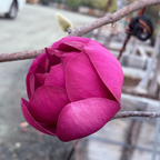 黑郁金香玉兰