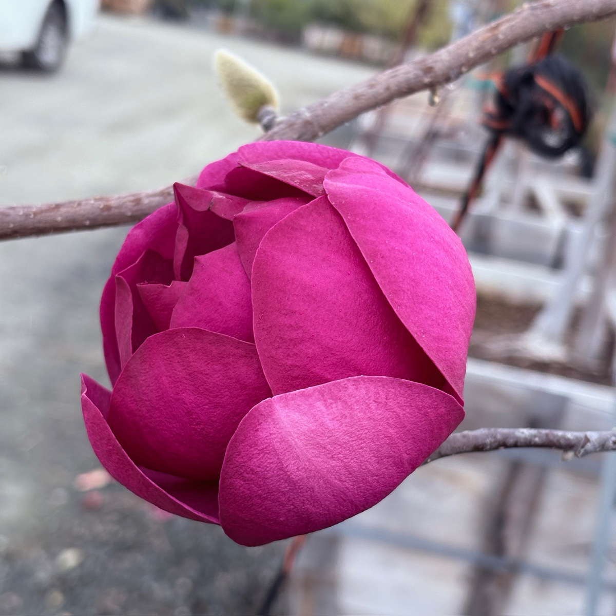 Black Tulip Saucer Magnolia 