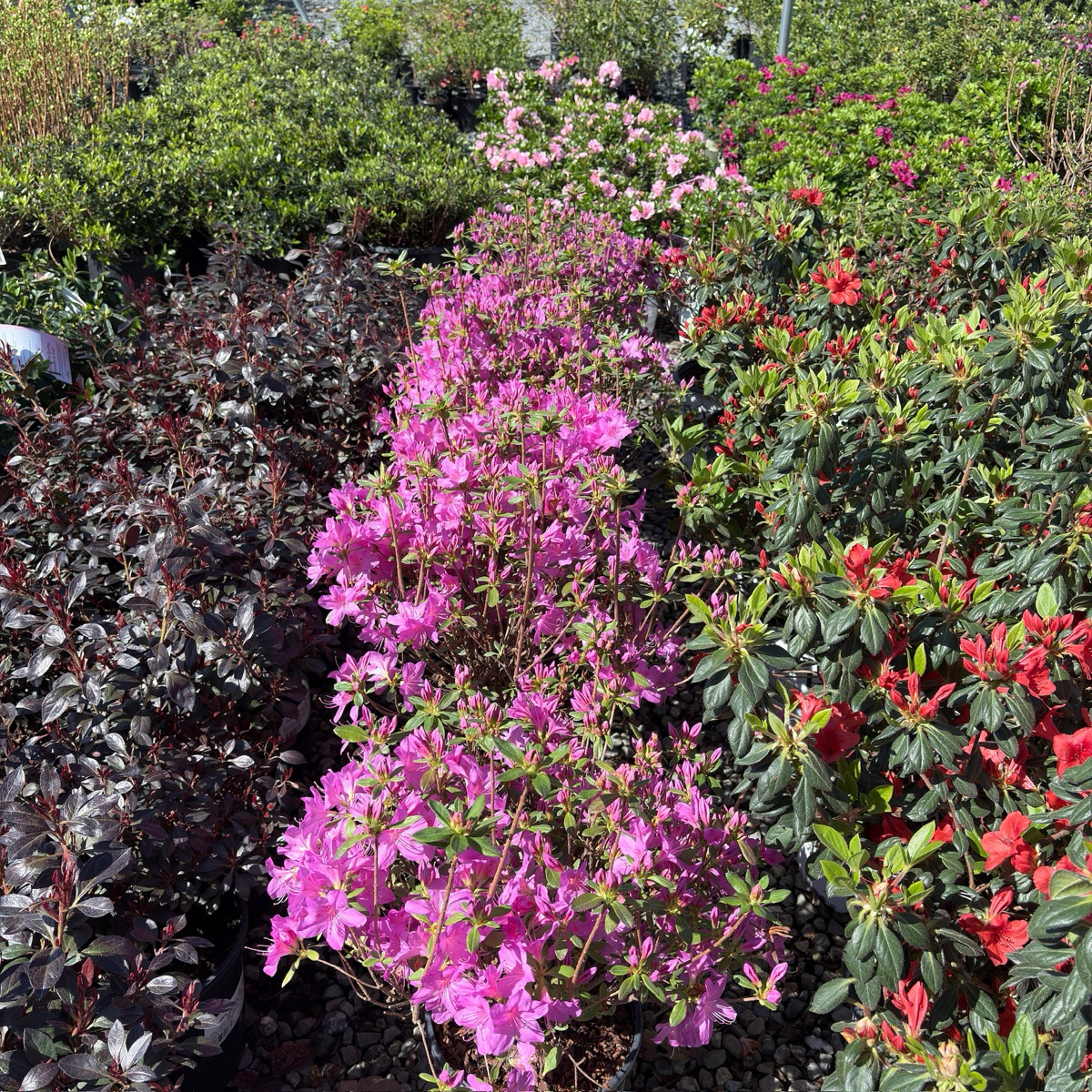 Azalea ’Sherwood Orchid‘