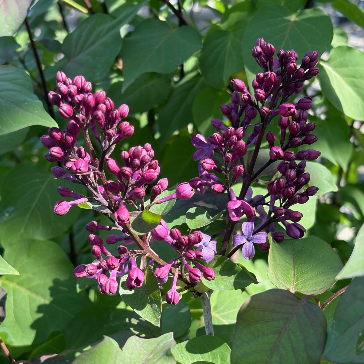 Common Lilac