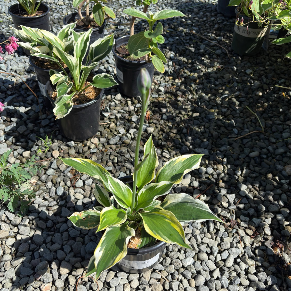Minute Man  Plantam Lily