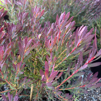 Winter Red Cone Bush