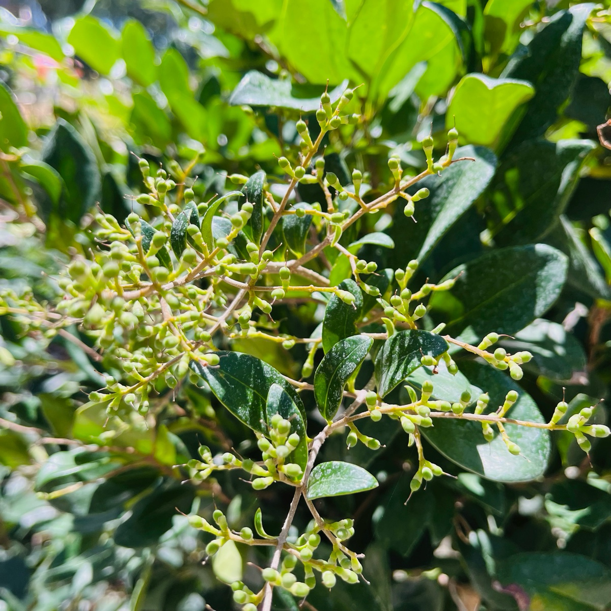 Waxleaf Privet