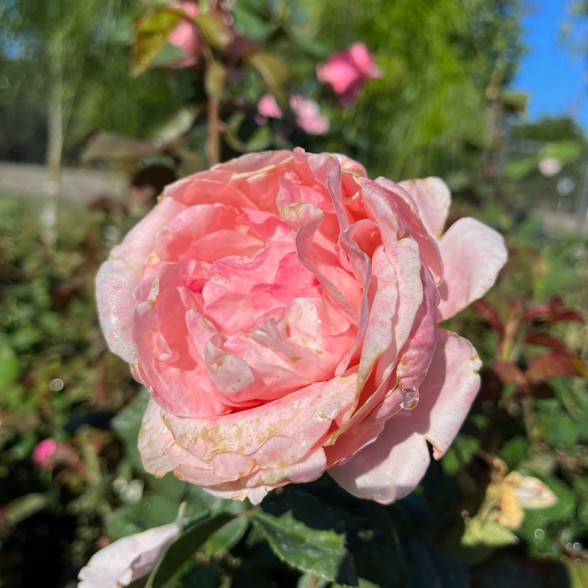 壮花月季-伊丽莎白女王