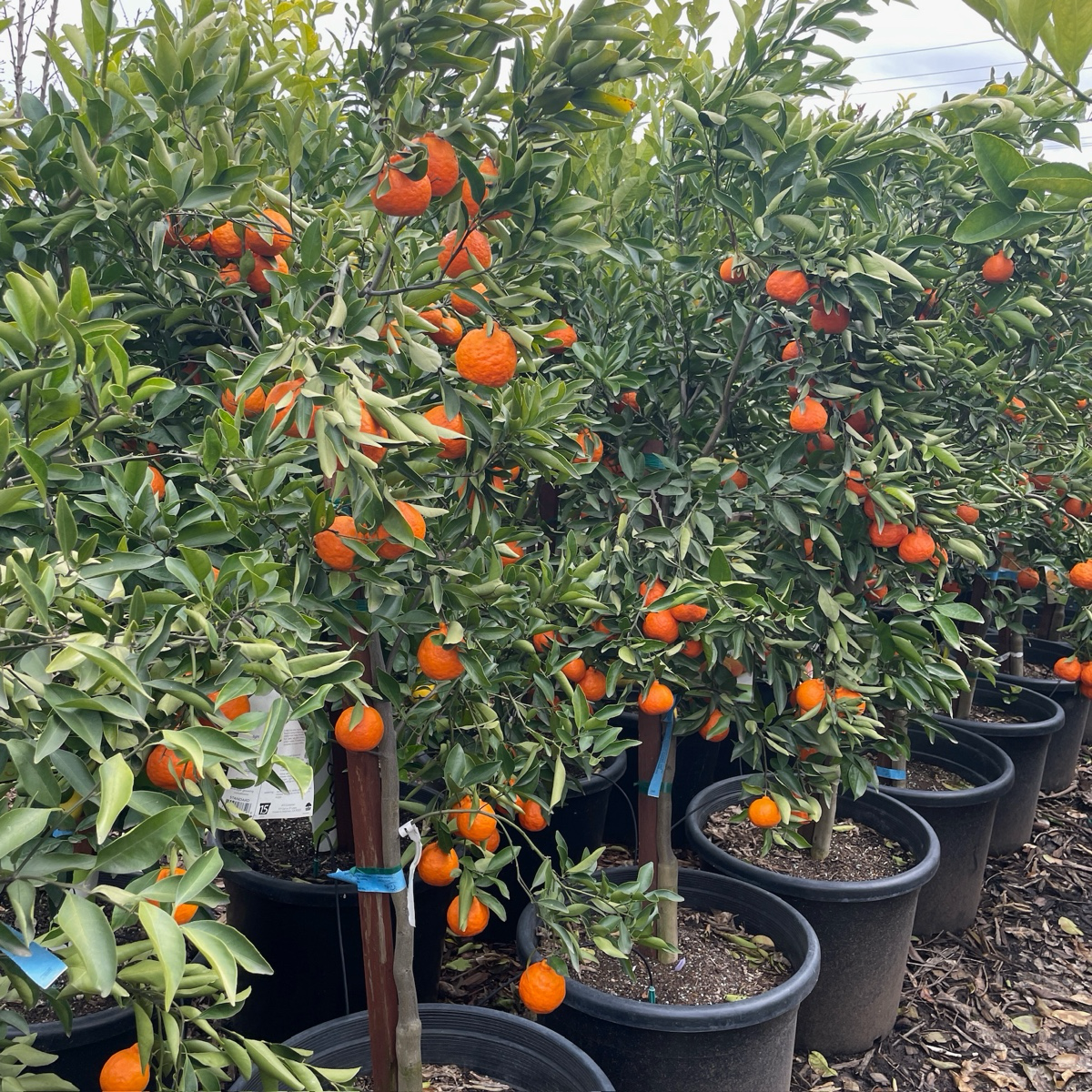 Orange saplings