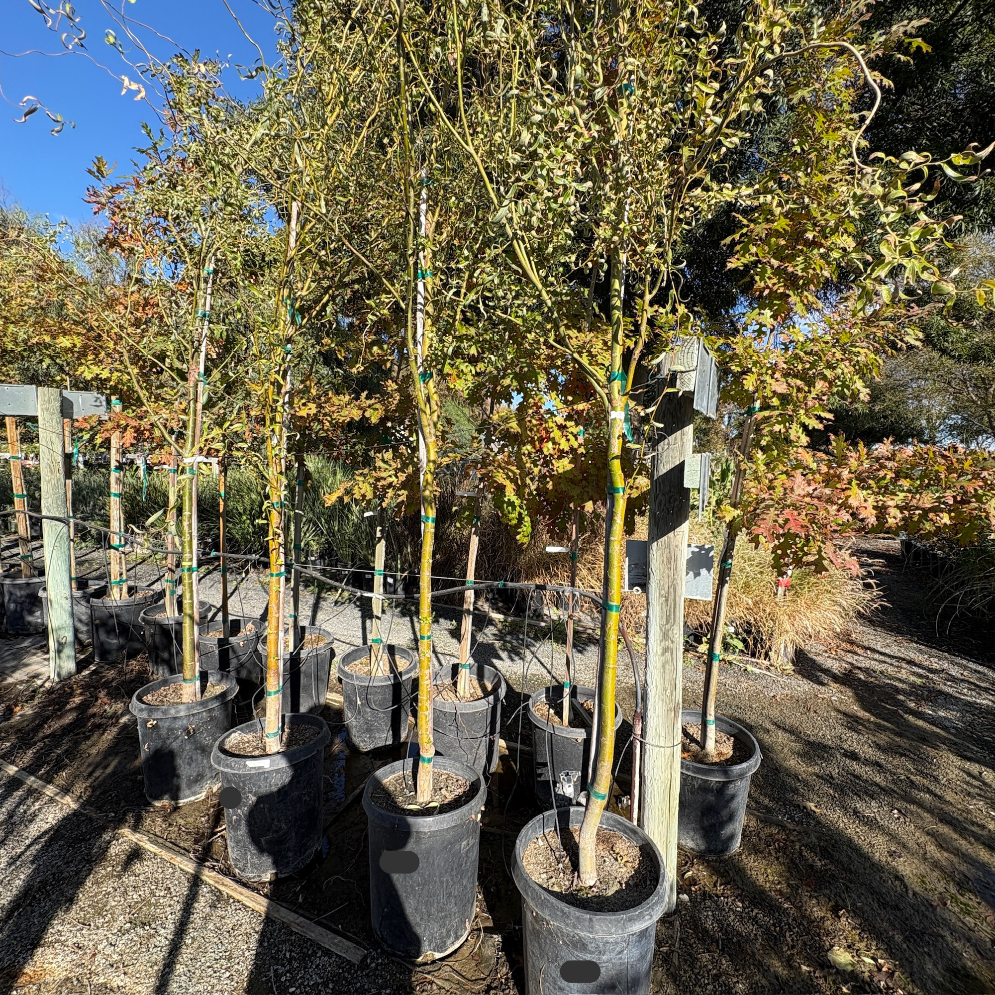 Corkscrew Willow