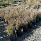 Carman's Gray Spreading Rush