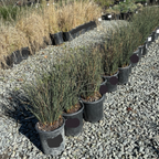 Carman's Gray Spreading Rush