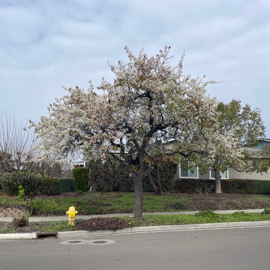 Evergreen Pear