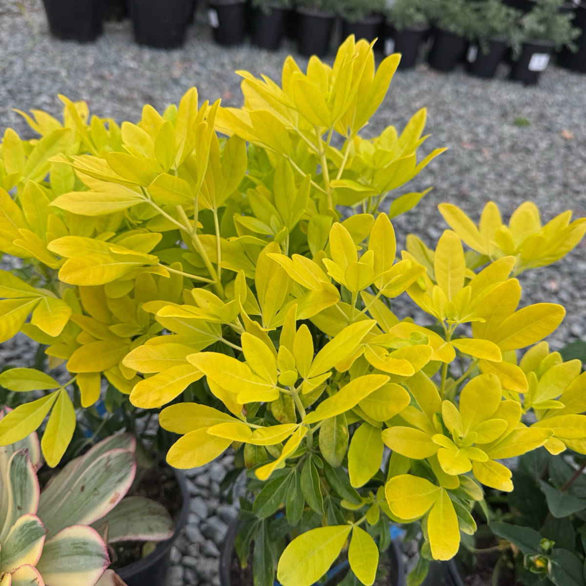 Sundance Mexican Orange Blossom