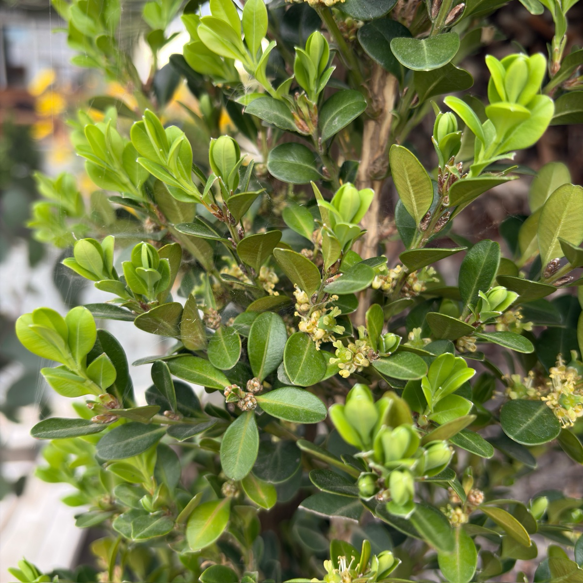 Green Beauty Boxwood