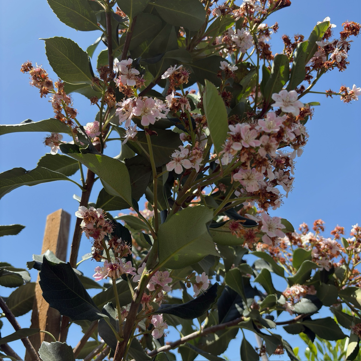 Majestic Beauty ®Indian Hawthorn