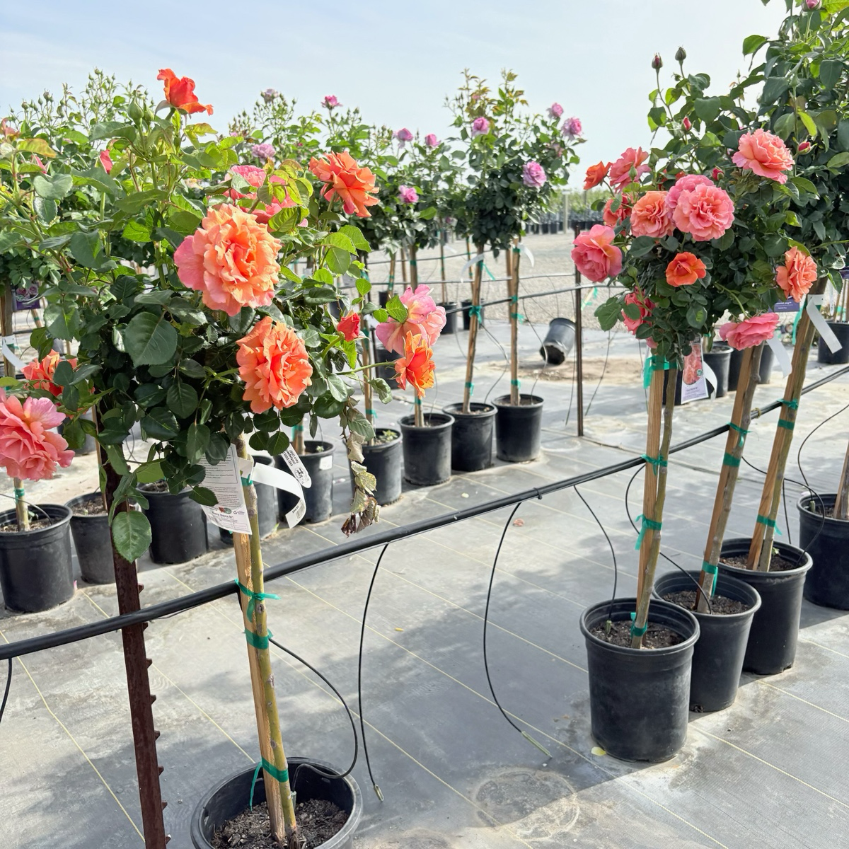 Easy Does It® Rose