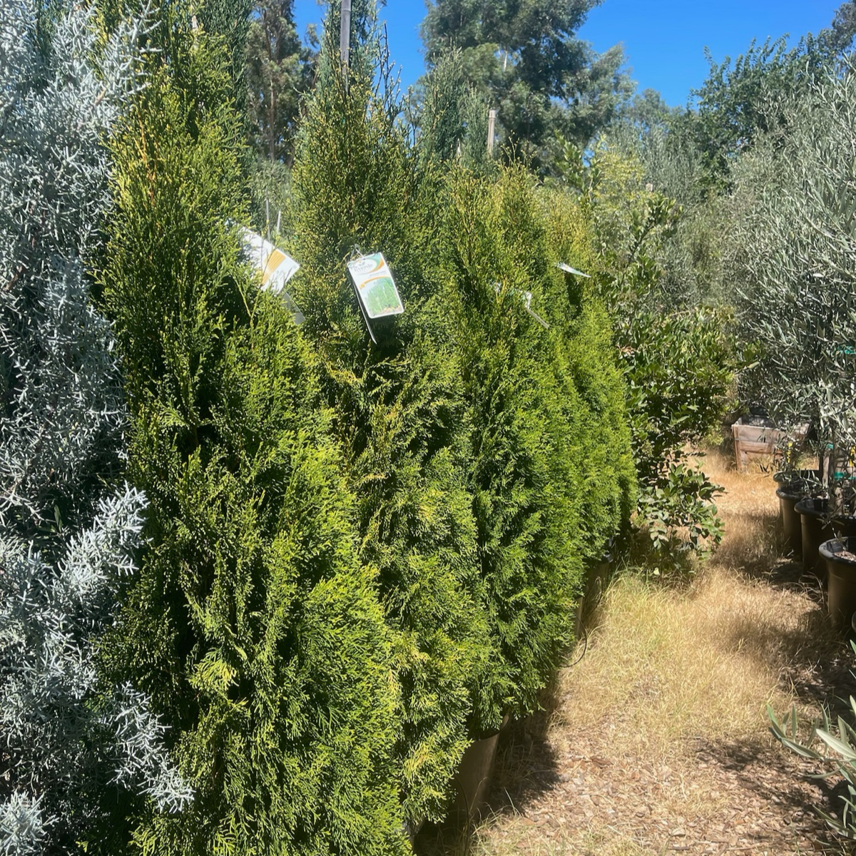 Emerald Green Arborvitae