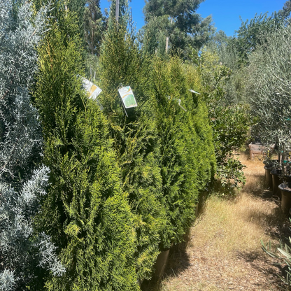 Thuja sutchuenensis - Green Emerald Cypress