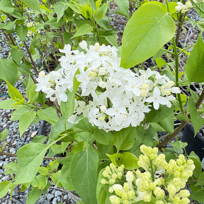 Common Lilac