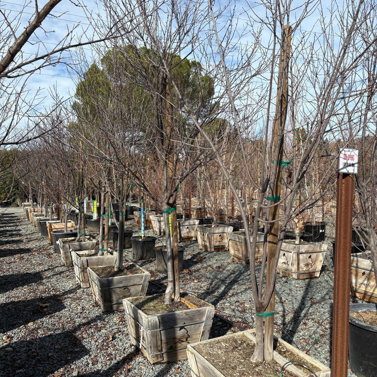 Krauter Vesuvius Flowering Plum