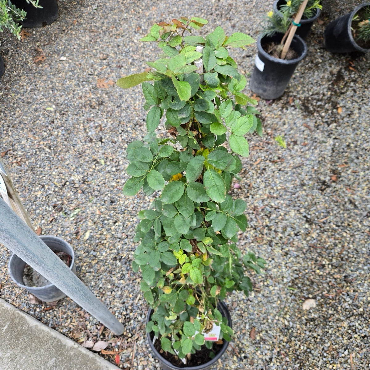 Meiviolin Climbing Rose