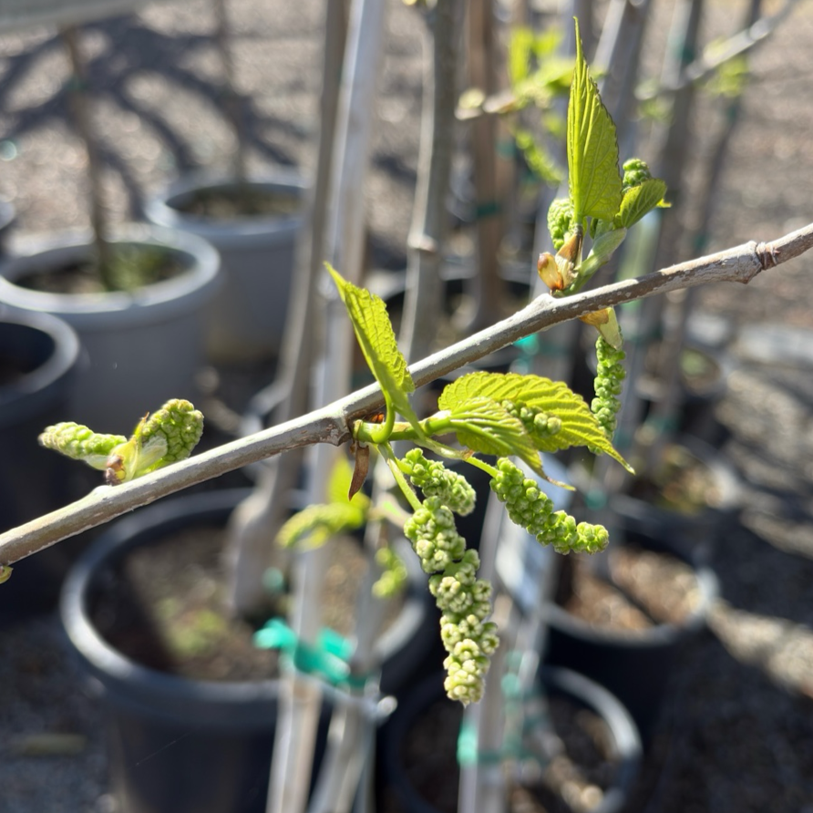 Mulberry Fruitless