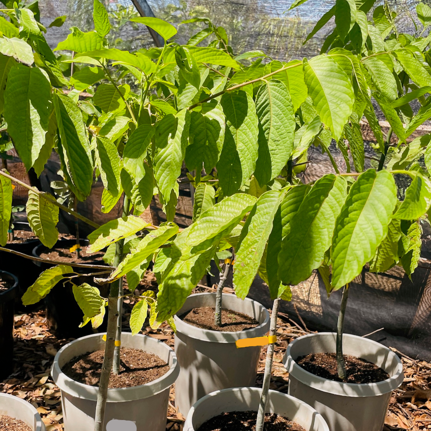 Ylang Ylang