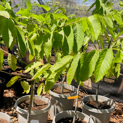 Evergreen Flower Tree-Ylang-Ylang