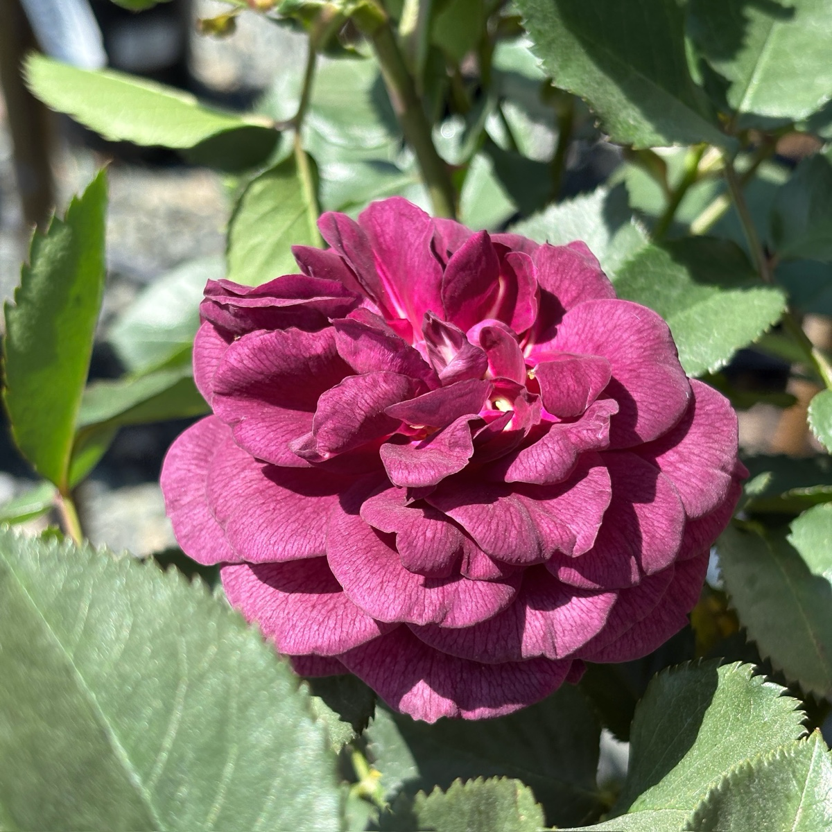 Ebb Tide™ Rose