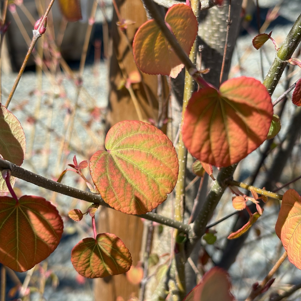 Japanese  Katsura Tree