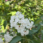 白丁香