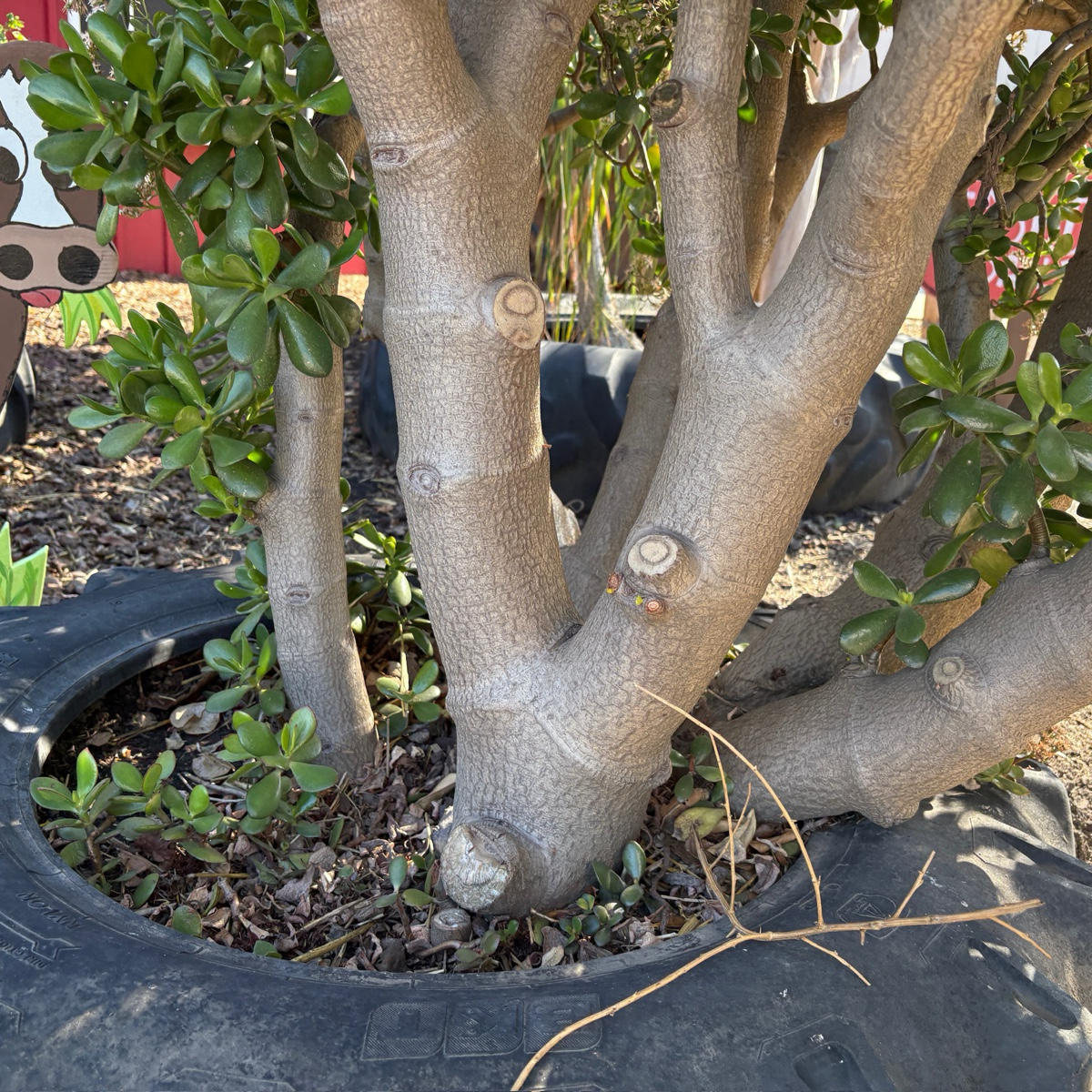 Jade Plant