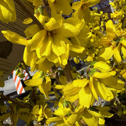 Magical® Gold Forsythia ；border forsythia