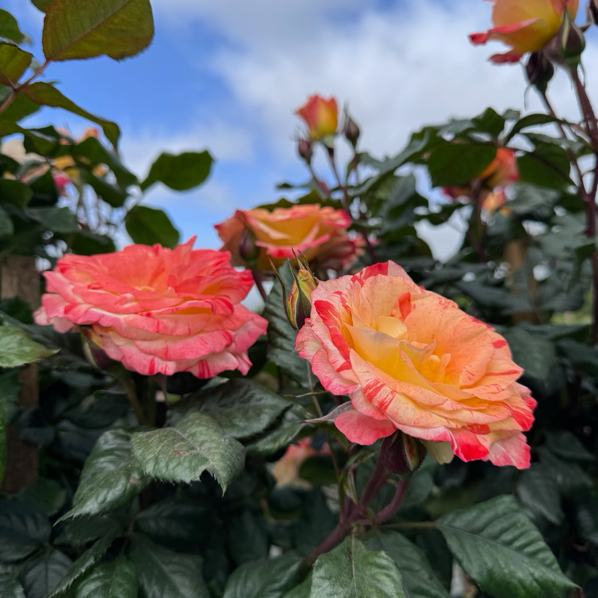 Chihuly Rose