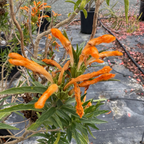 狮耳花