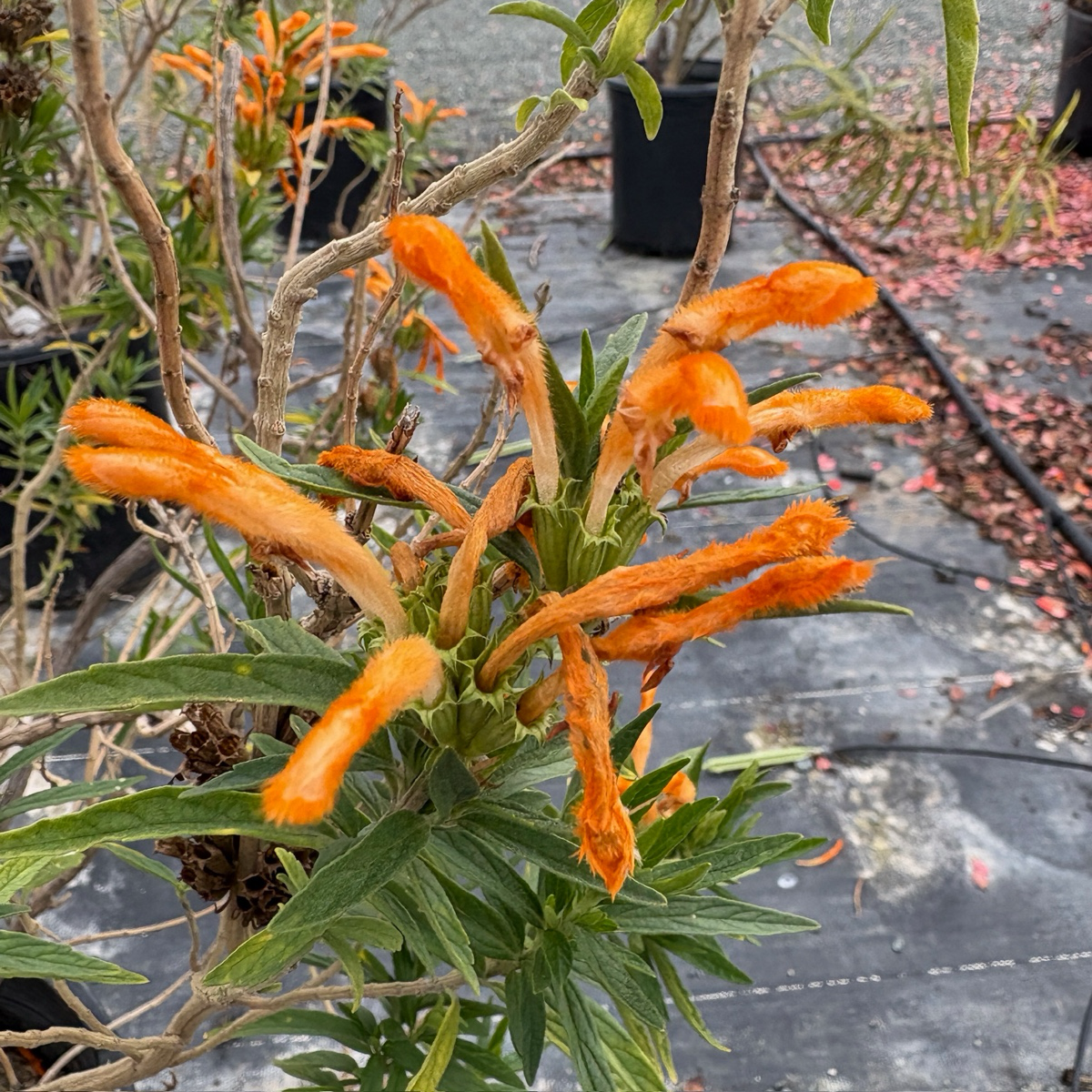 狮耳花
